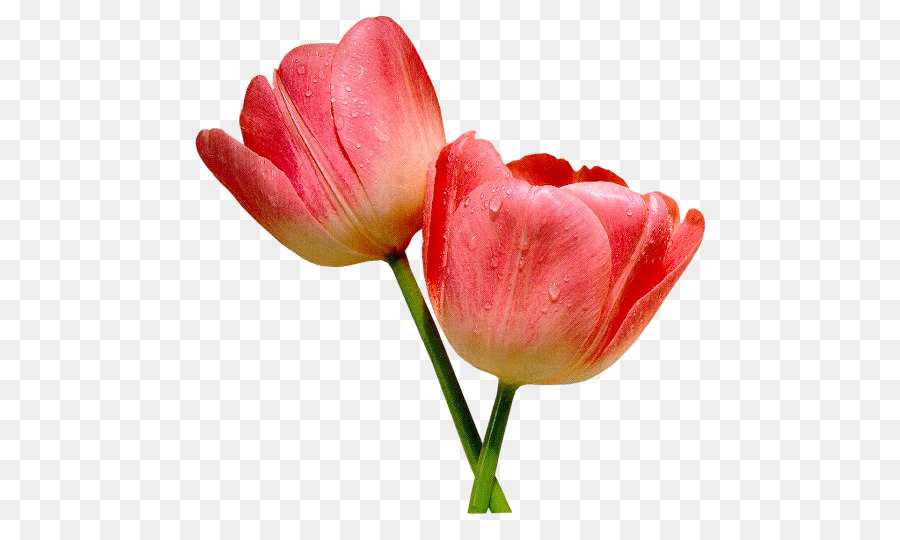 Tulipa，Plantar PNG