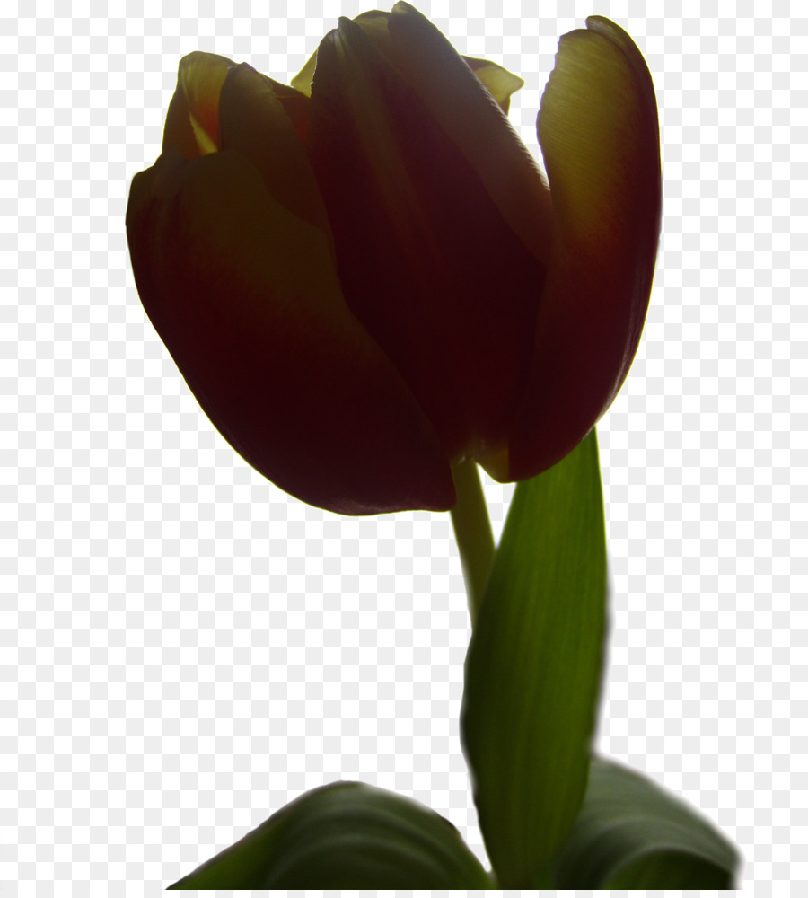 Tulipa Roxa，Tronco PNG