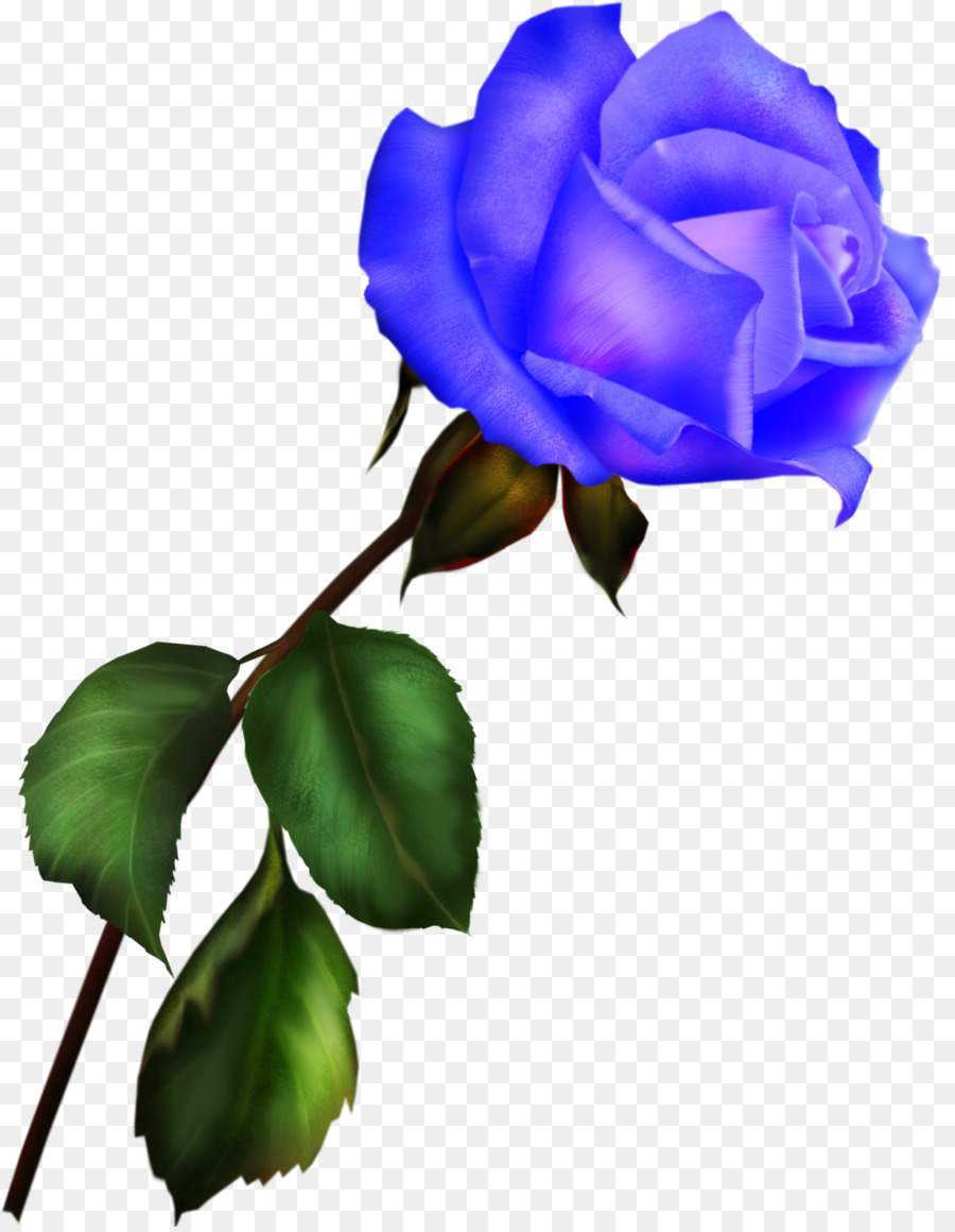 Rosa Azul，As Rosas Do Jardim PNG