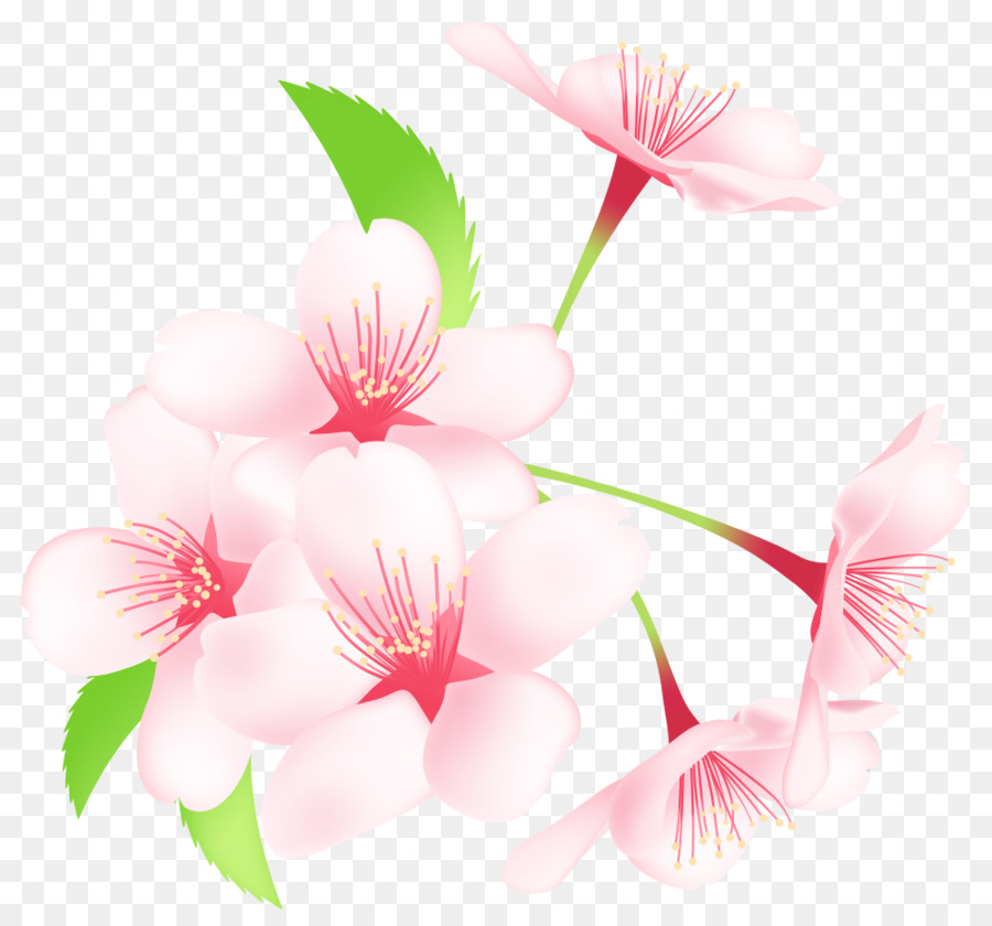 Flor De Cerejeira，Sakuramochi PNG