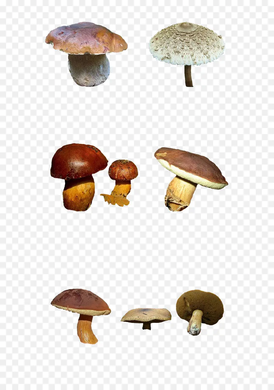 Cogumelos，Fungos PNG