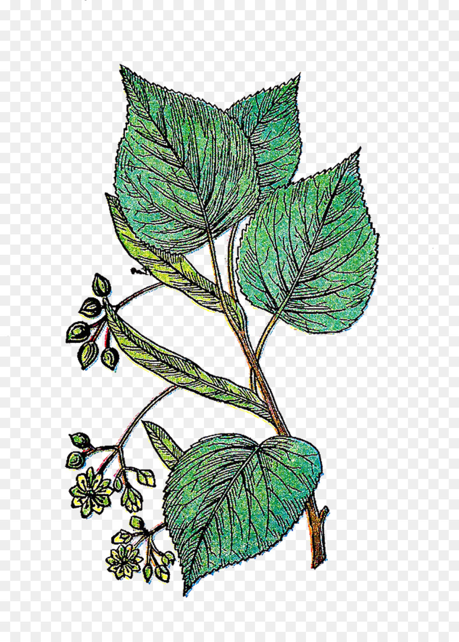 Folha，Planta PNG