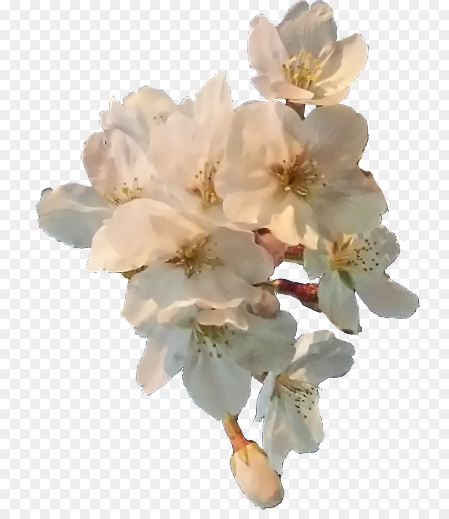 Flores Brancas，Florescer PNG