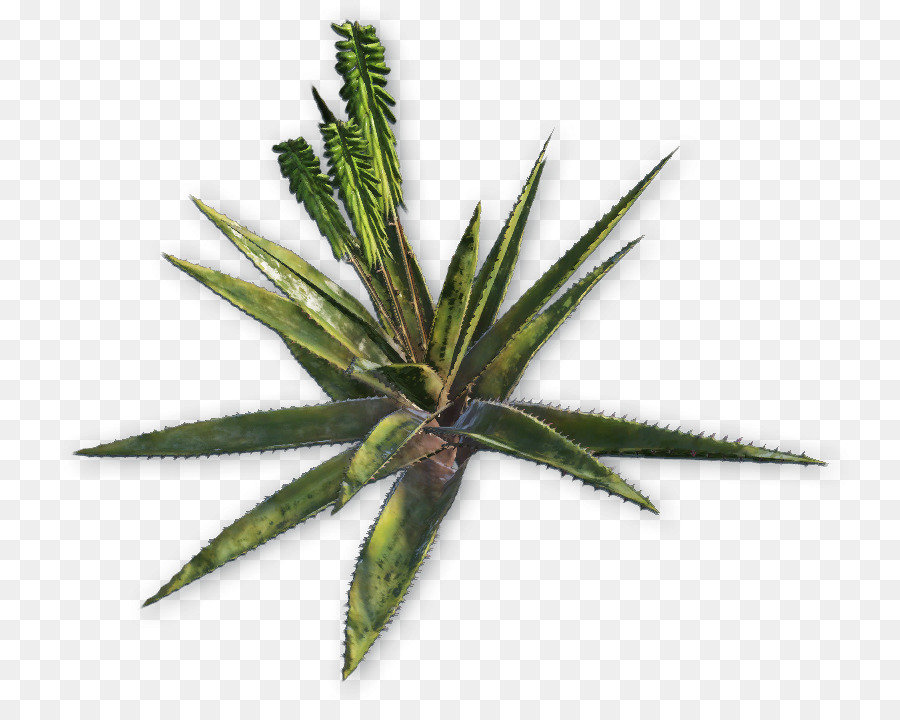 Planta De Agave，Suculenta PNG