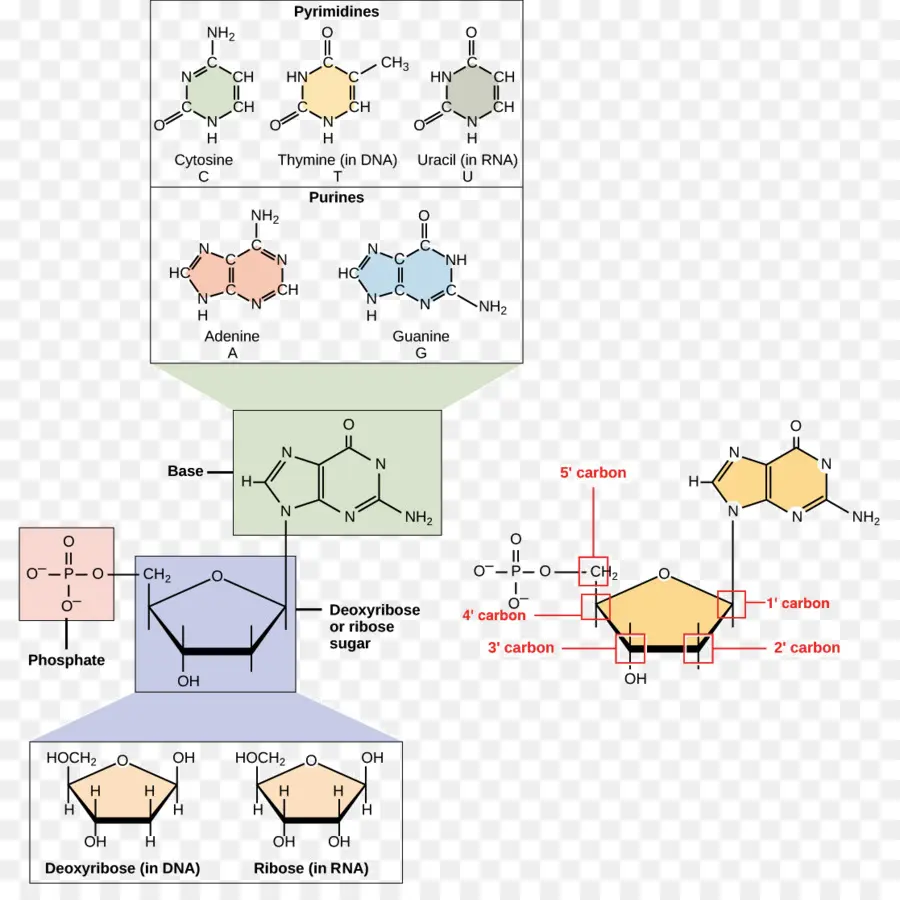 ácido Nucleico，Dna PNG