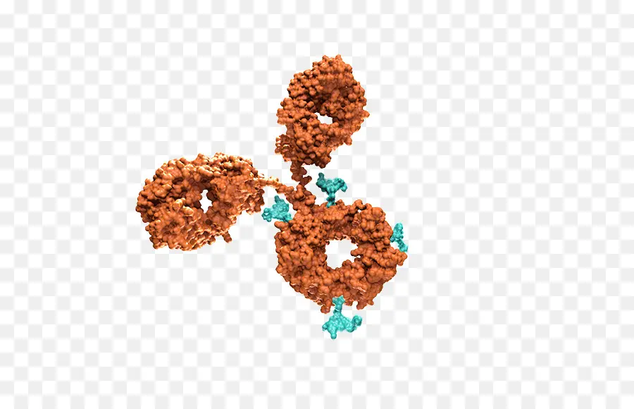 Anticorpo，Biologia PNG