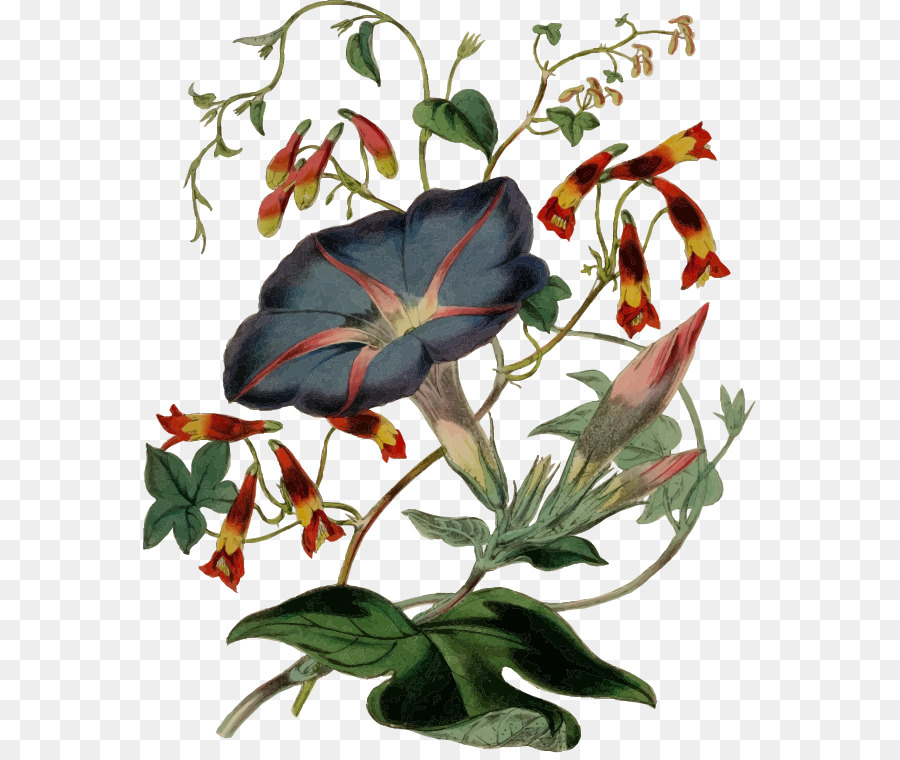 Ilustração Floral，Flores PNG