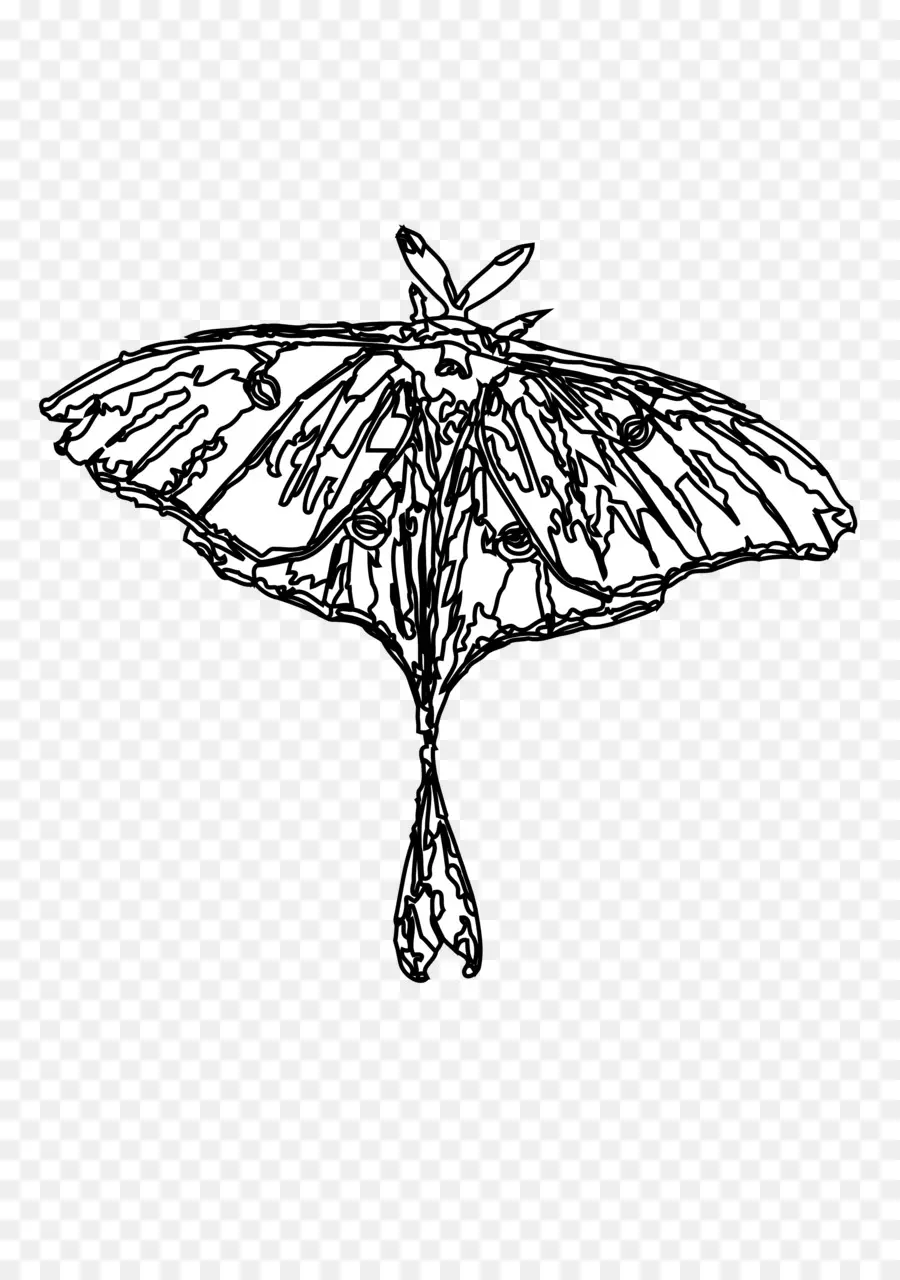 Contorno Da Mariposa，Desenho PNG