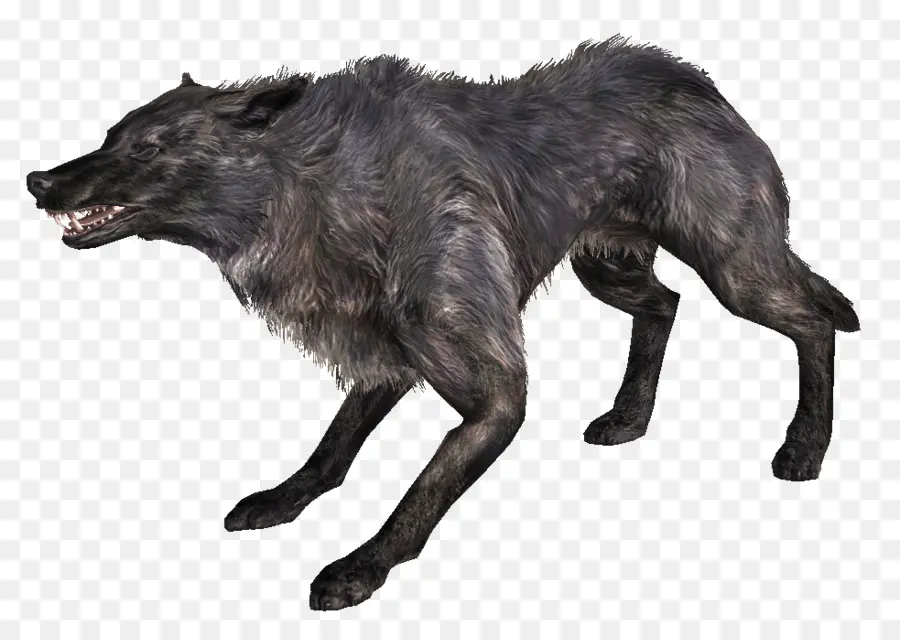 Elder Scrolls V Skyrim，Lobo Cinzento PNG