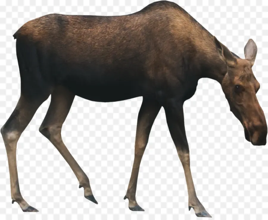 Moose，Veado PNG