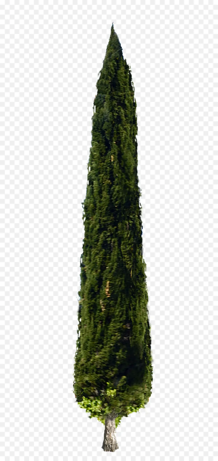 árvore，Mediterrâneo Cypress PNG