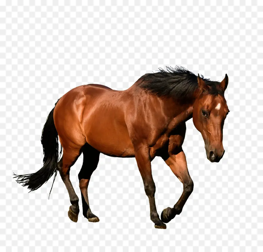 Cavalo árabe，Desenho PNG