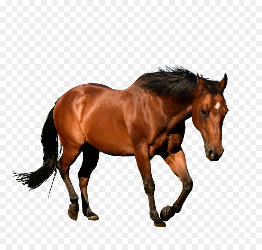 Cavalo Imagens PNG, 26000+ Recursos gráficos para download gratuito