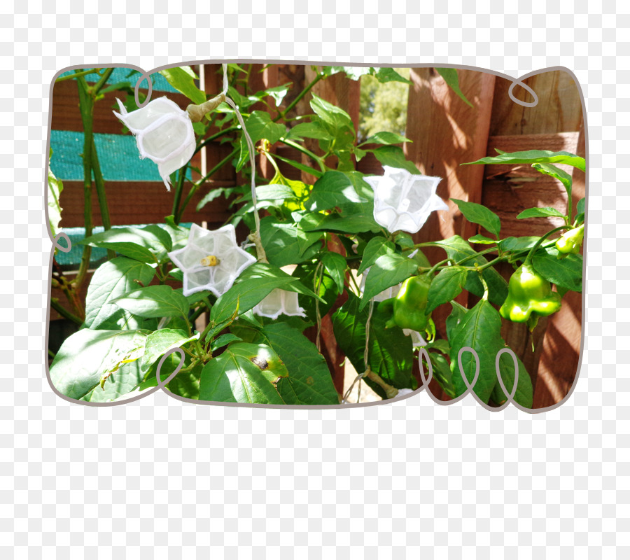 Flowerpot，Planta PNG