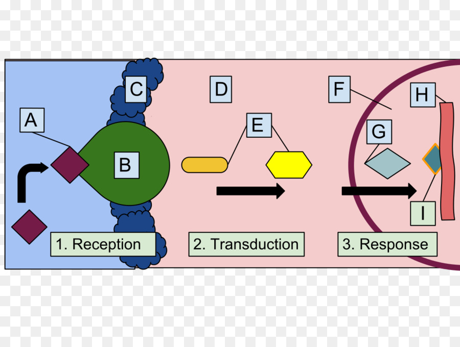 Transdução De Sinal，Tocotrienol PNG