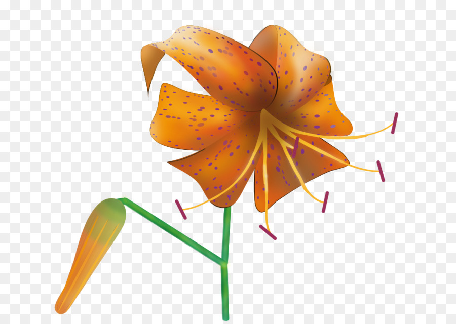 Tiger Lily，Tigre PNG