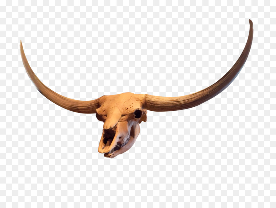 Texas Longhorn，Antelope PNG