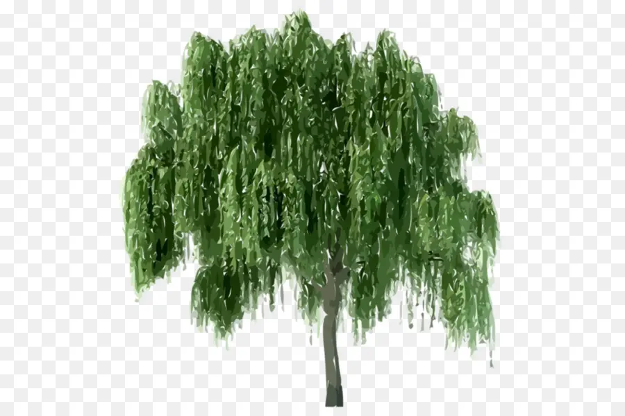 árvore，Fir PNG