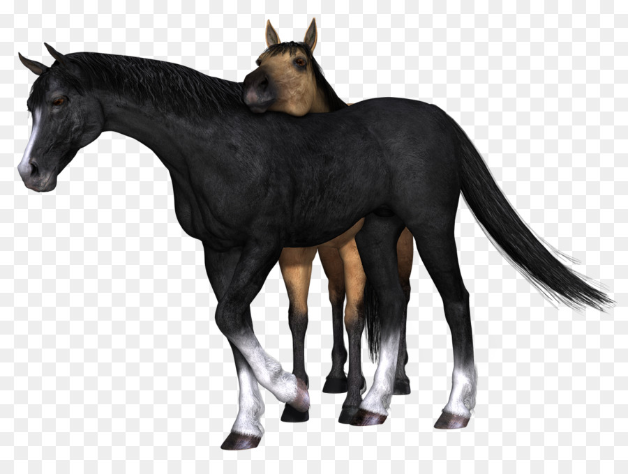 Cavalos，Equino PNG