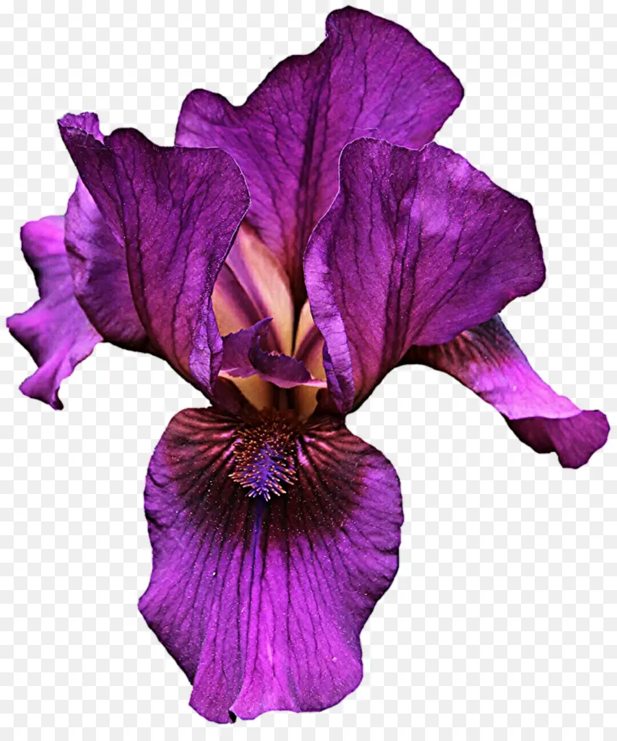 Iris，Iris Versicolor PNG