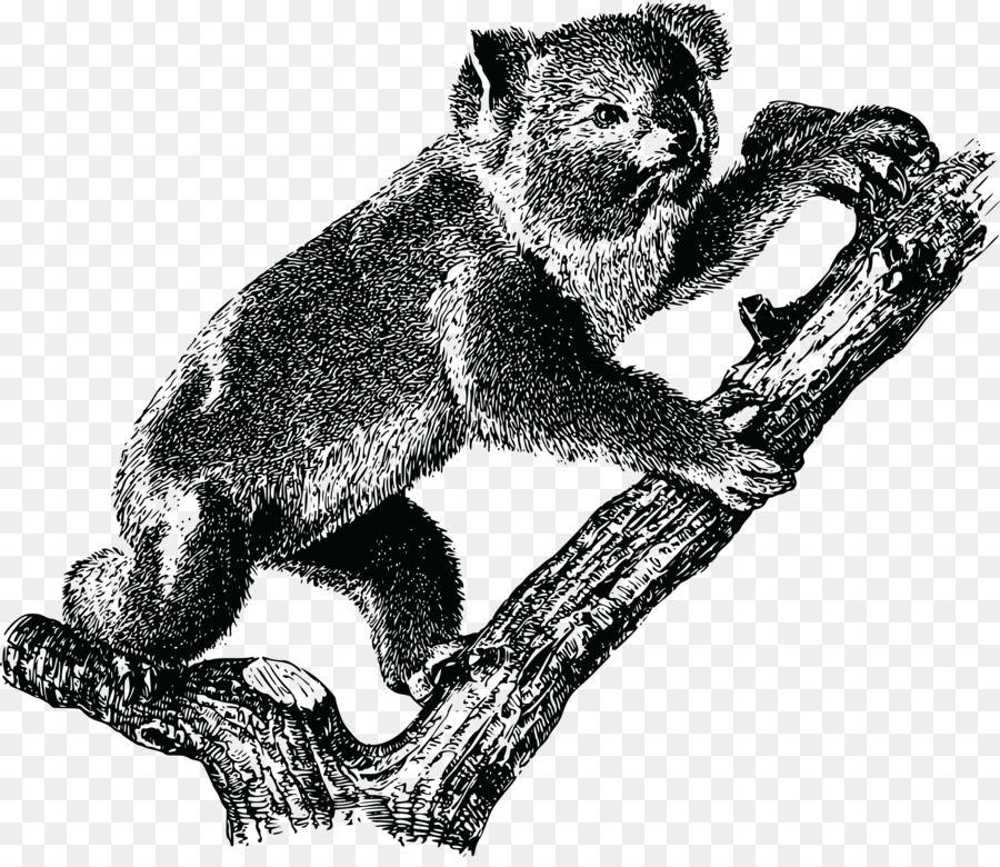 Koala，Austrália PNG