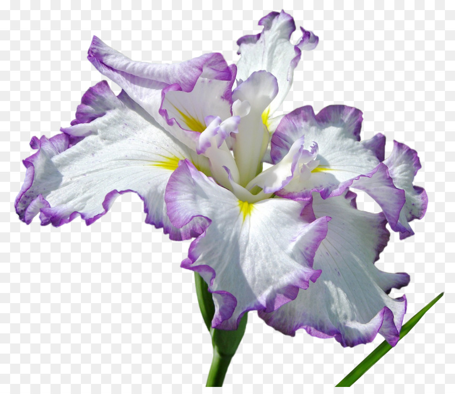 Flor，Photoscape PNG