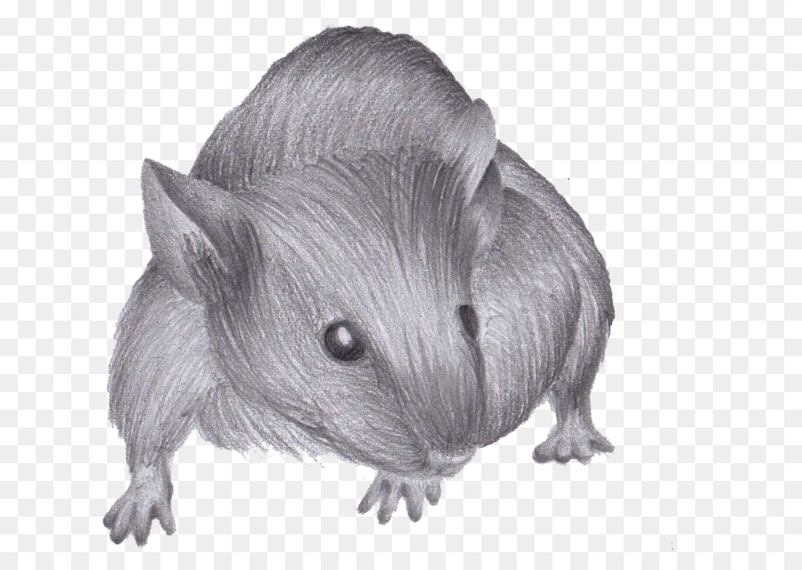 Rato，Roedor PNG