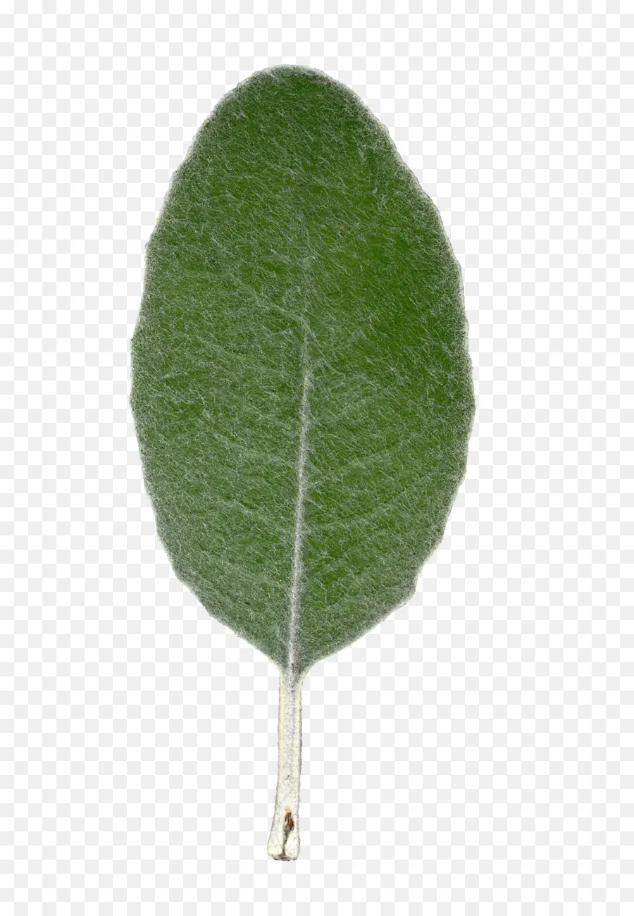 Folha，Planta PNG