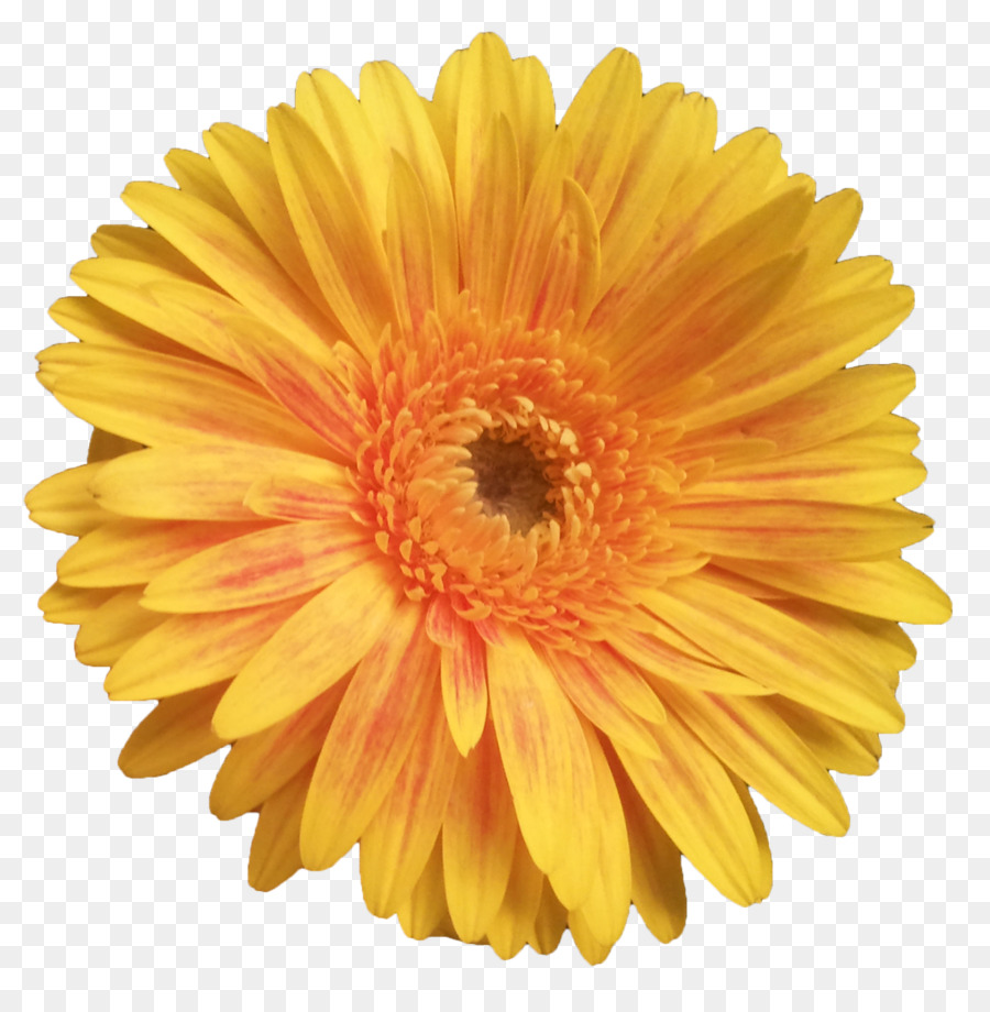 Flor，Florescer PNG