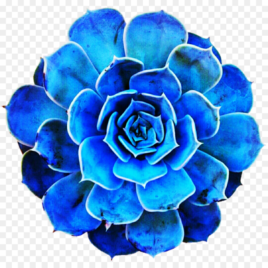 Azul，Rosa PNG