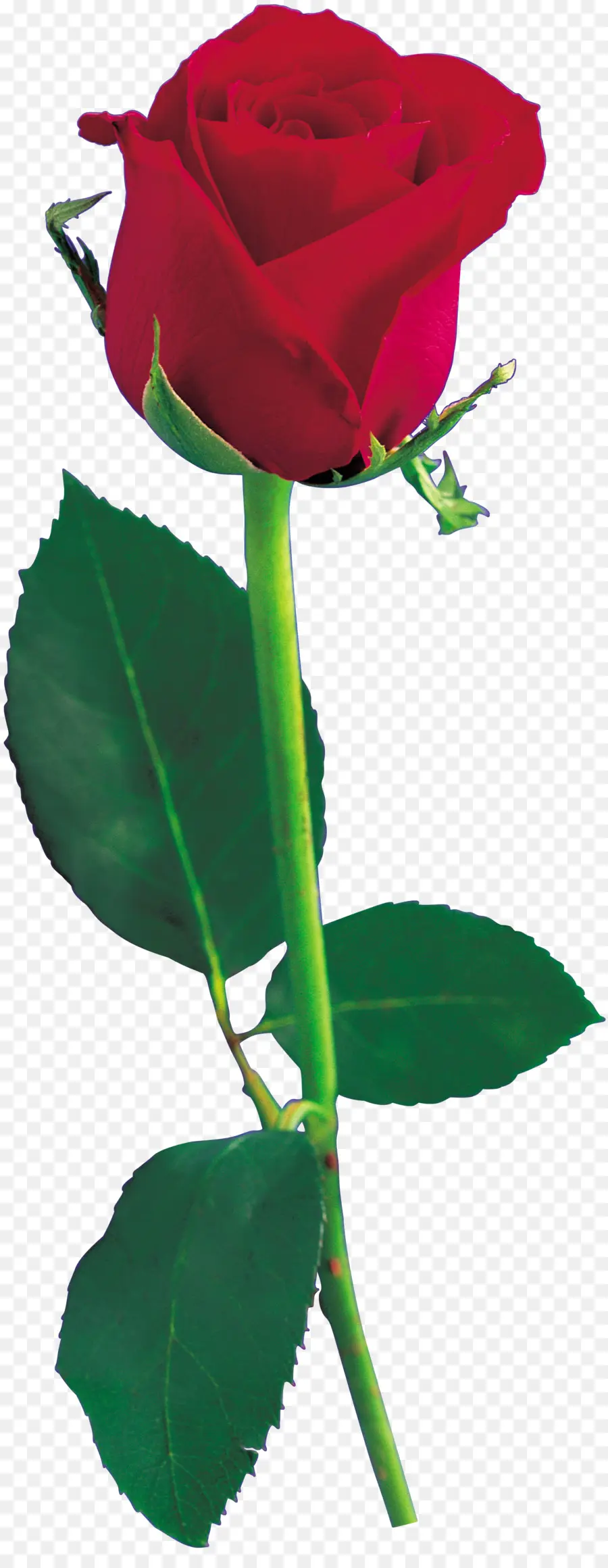 Rosa Vermelha，Florescer PNG