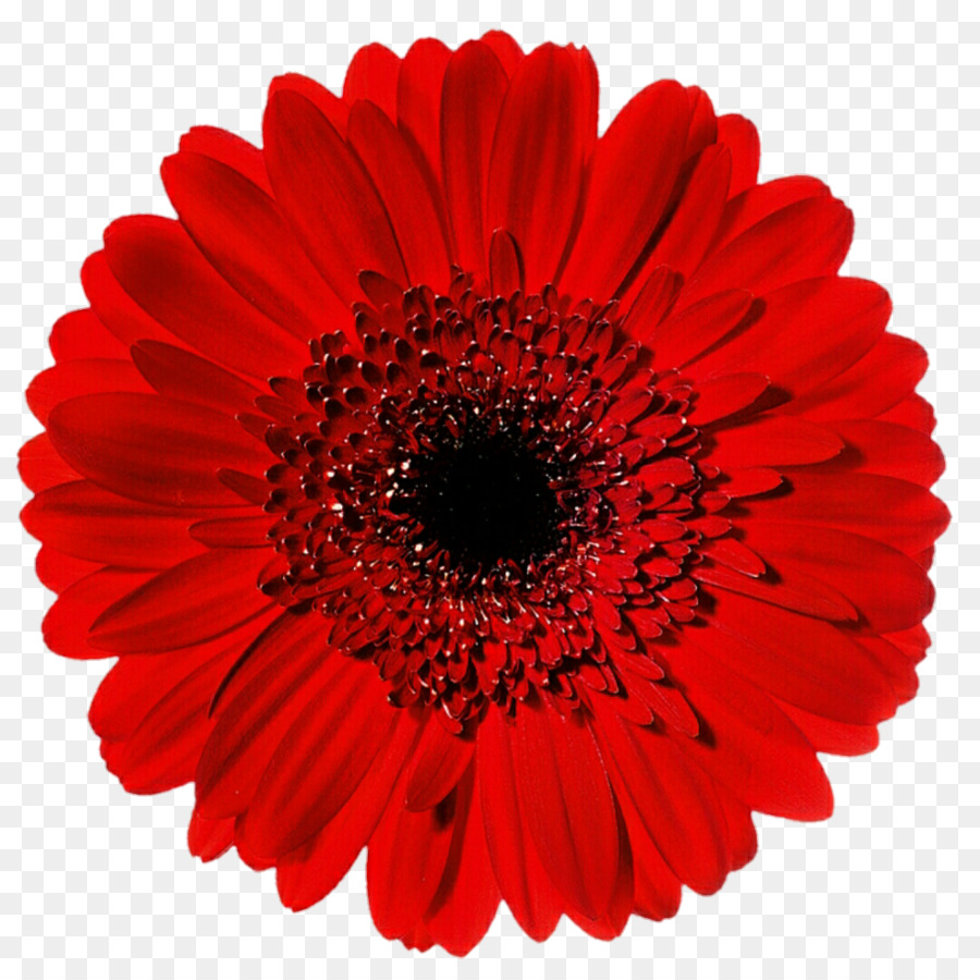 Flor，Vermelho PNG