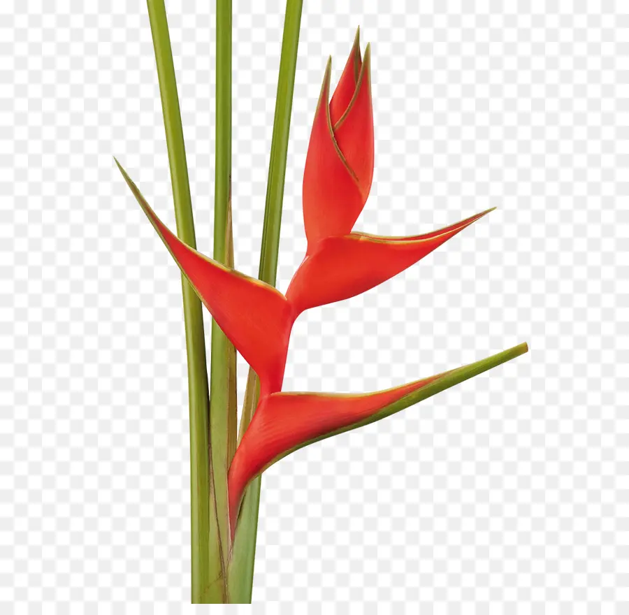 Flor，Heliconia Bihai PNG