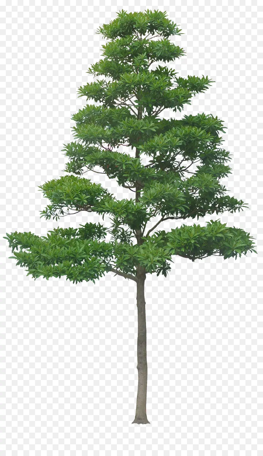 Árvore Verde，Natureza PNG