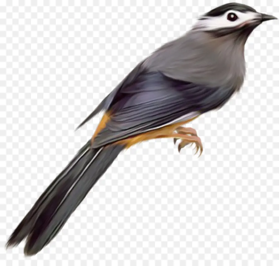 Aves，Comum Starling PNG