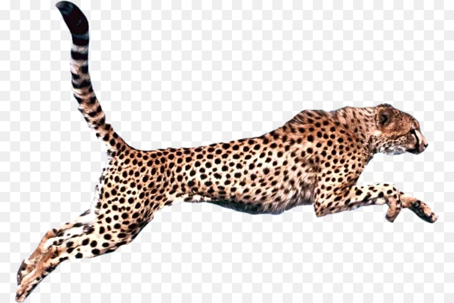 Cheetah，Leopard PNG