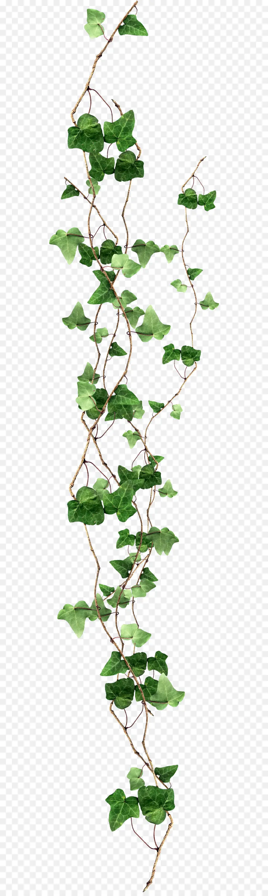 Ivy，Download PNG