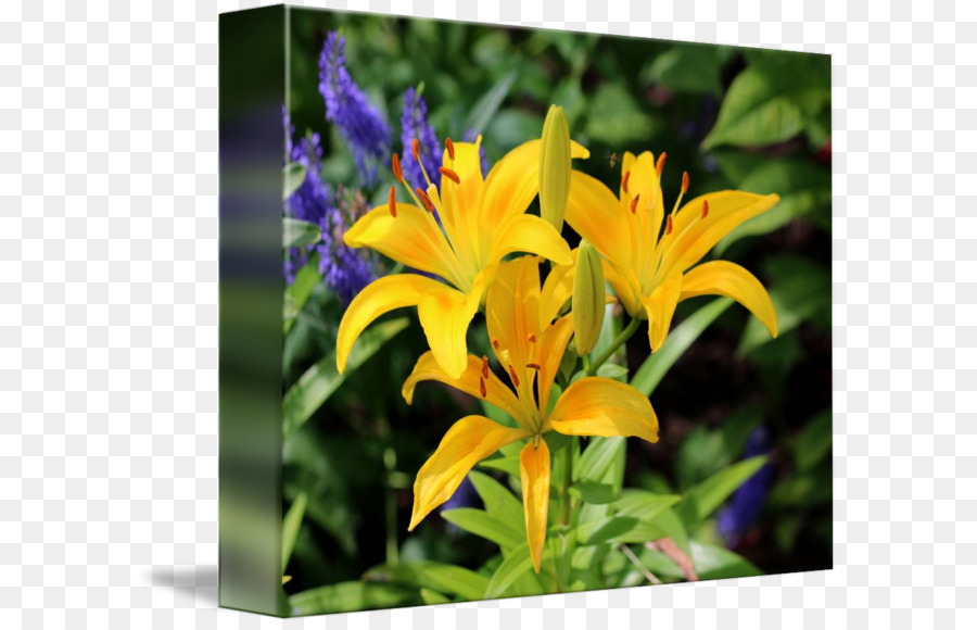 Flor，Hemerocallis PNG