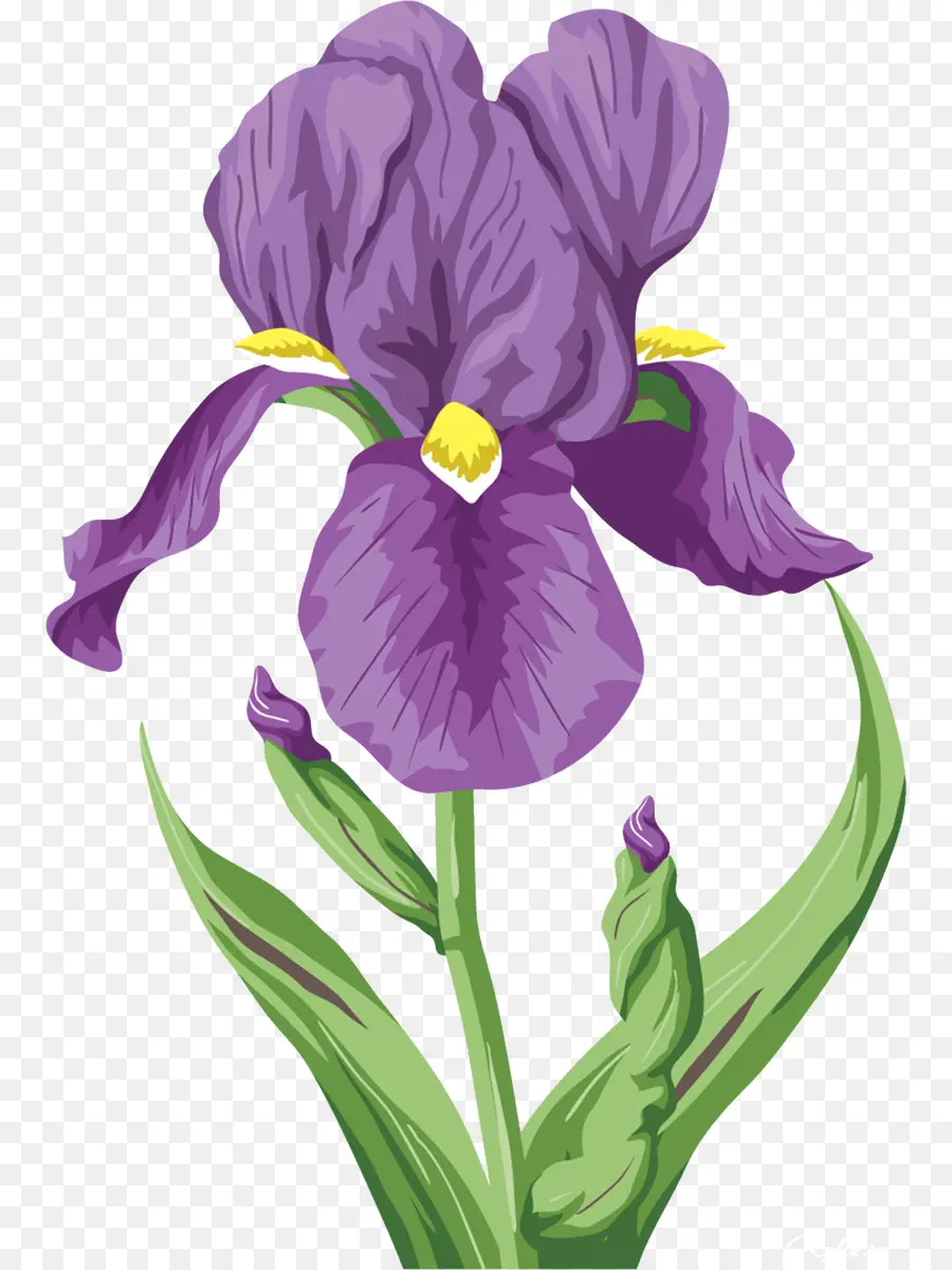 íris，Flor PNG