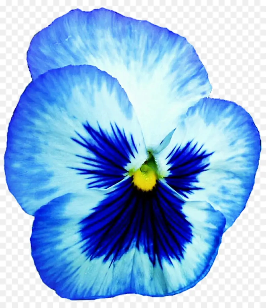 Flor De Amor Perfeito，Amor Perfeito PNG