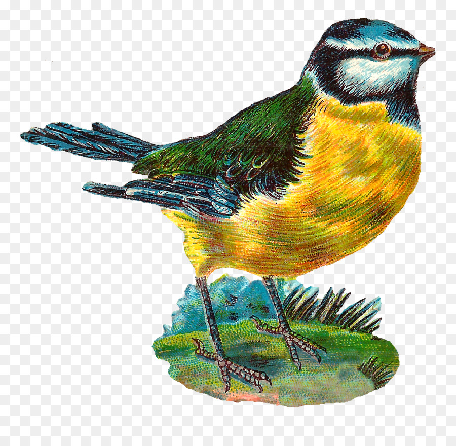 Aves，Finch PNG