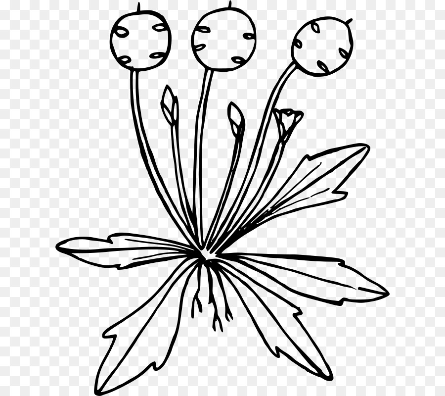 Desenho De Dente De Leão，Flor PNG