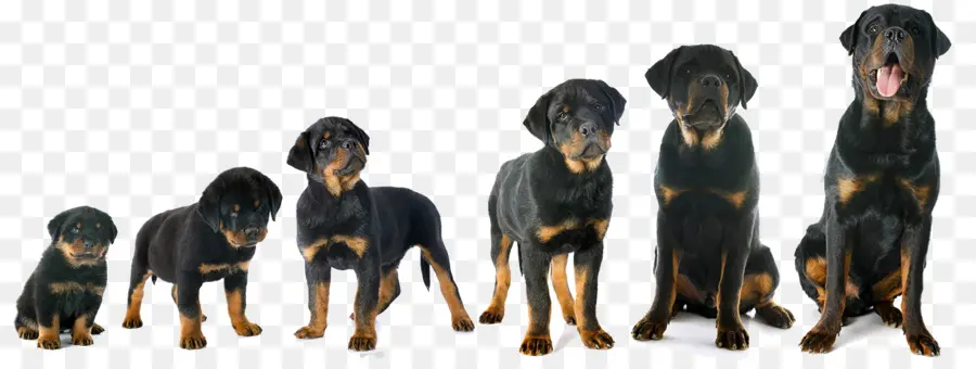 Rottweiler，Mastiff Inglês PNG