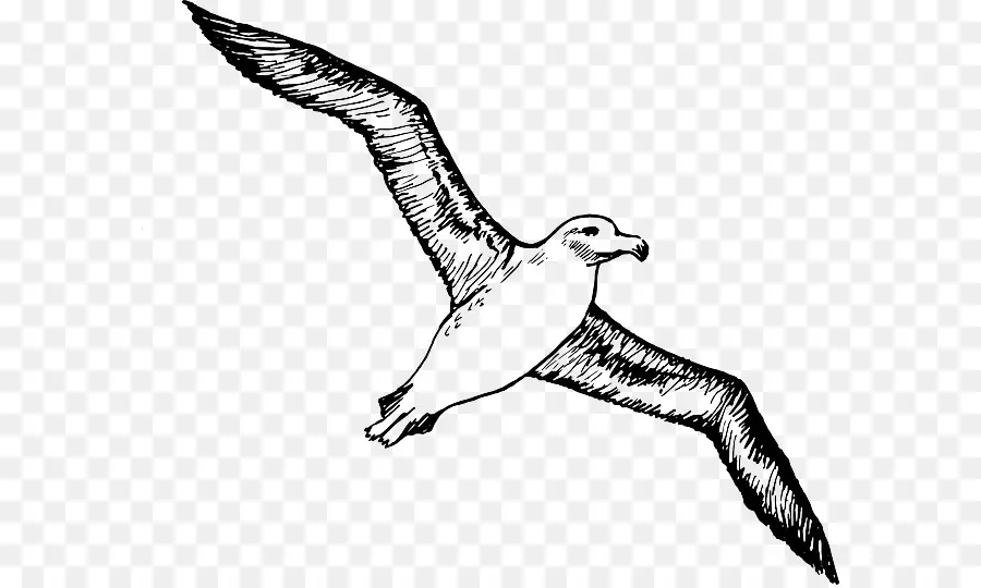 Albatroz，Pássaro PNG