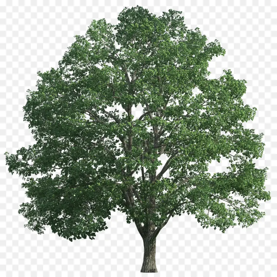 árvore，Papel De Parede Da área De Trabalho PNG