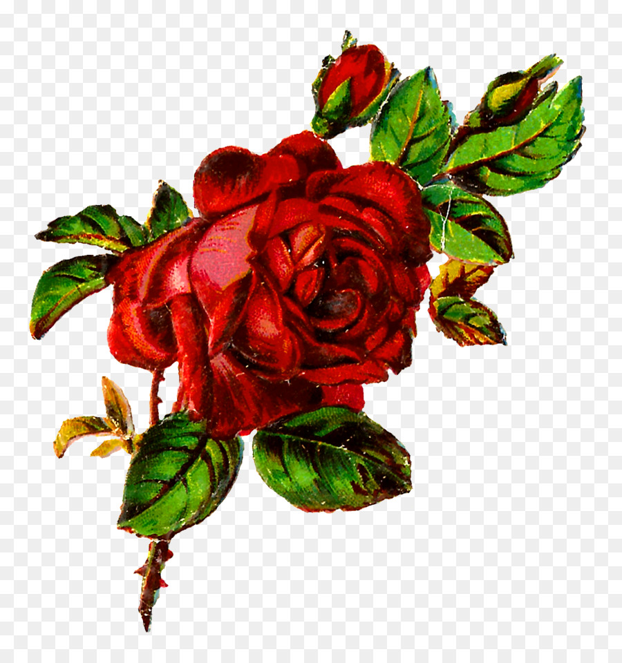 As Rosas Do Jardim，Centifolia Rosas PNG