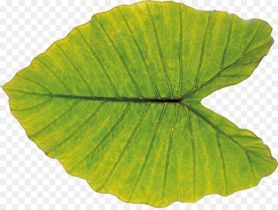 Folha Verde，Plantar PNG