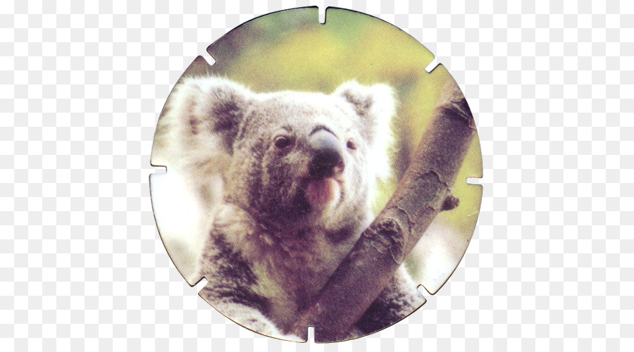 Koala，Marsupial PNG