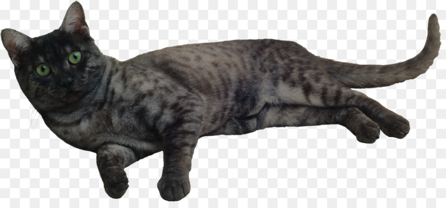 Gato Cinzento，Bicho De Estimação PNG