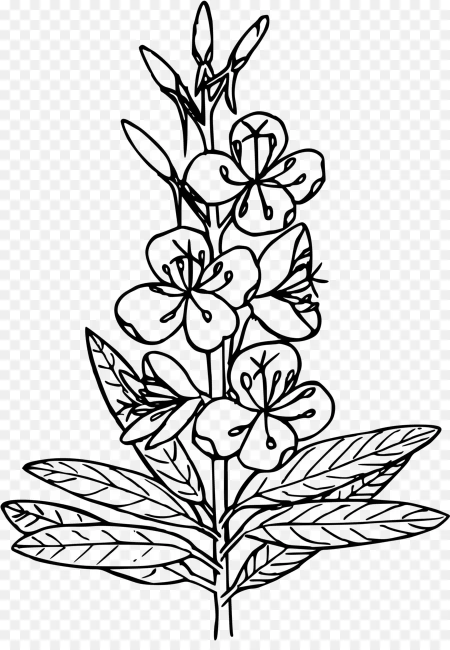 Desenho De Flor，Plantar PNG